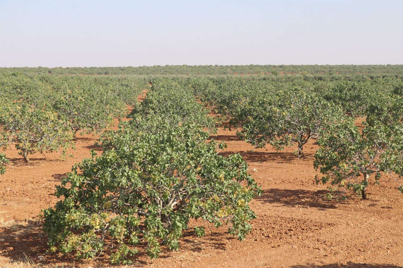 Mardin'de Antep fıstığı yetiştiriciliği tercih ediliyor